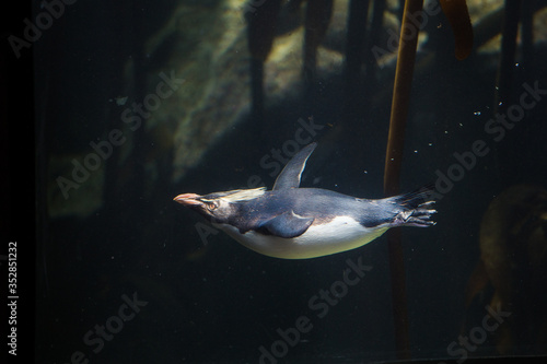 Close up image of rock hopper penquins swimming underwater in a kelp forest in an aquarium