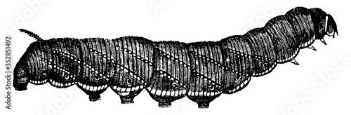 Moth or Protoparce celeus, vintage illustration.