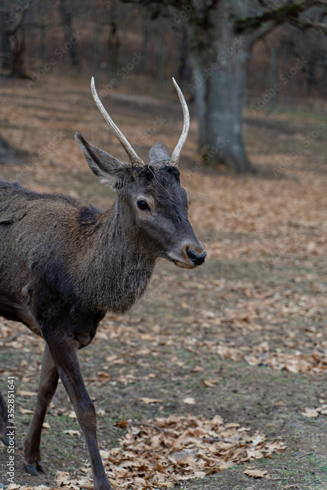 Young armenian deer in a national park, fawn wildlife shot Young armenian deer in a national park, fawn wildlife shot