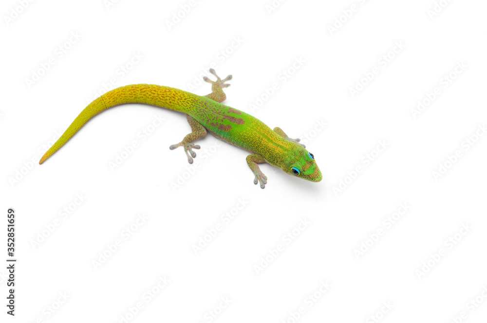 Fototapeta premium Green little Madagascar day gecko isolated on white background