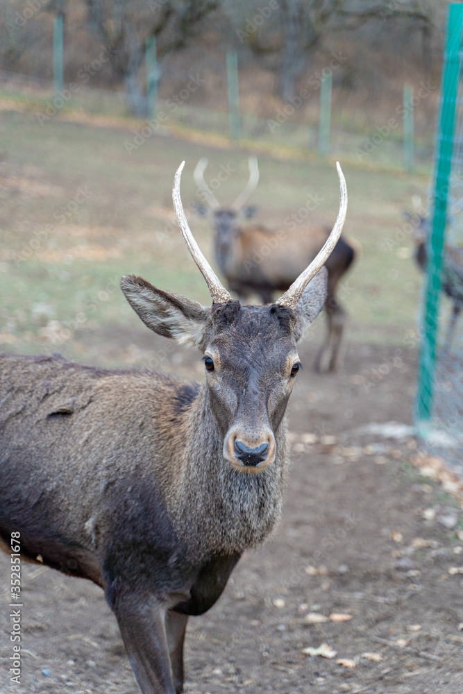 Young armenian deer in a national park, fawn wildlife shot Young armenian deer in a national park, fawn wildlife shot