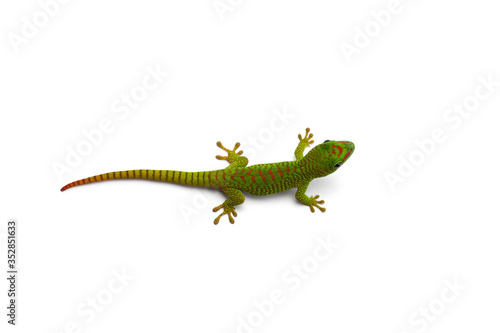 Green little Madagascar day gecko isolated on white background