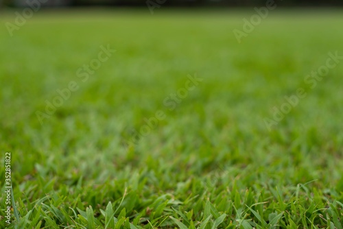 Wallpaper Mural green grass on ground in backyard with blur background  Torontodigital.ca