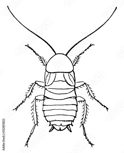 Cockroach, vintage illustration.