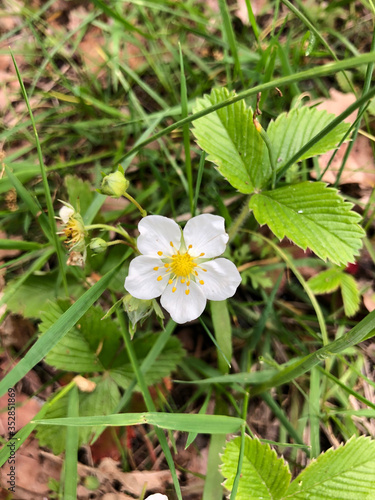 Fragaria vesca  commonly called wild strawberry flowers. Blooming in spring at Carpathian Mountains  in a natural ornamental small rock garden with stones  grass  leaves. Yellow white plant close up
