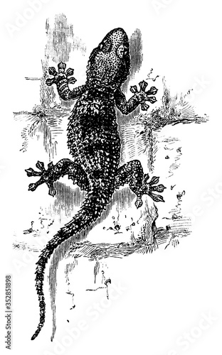Gecko, vintage illustration.