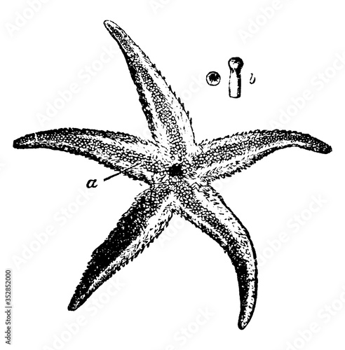 Asterius Rubens, vintage illustration.