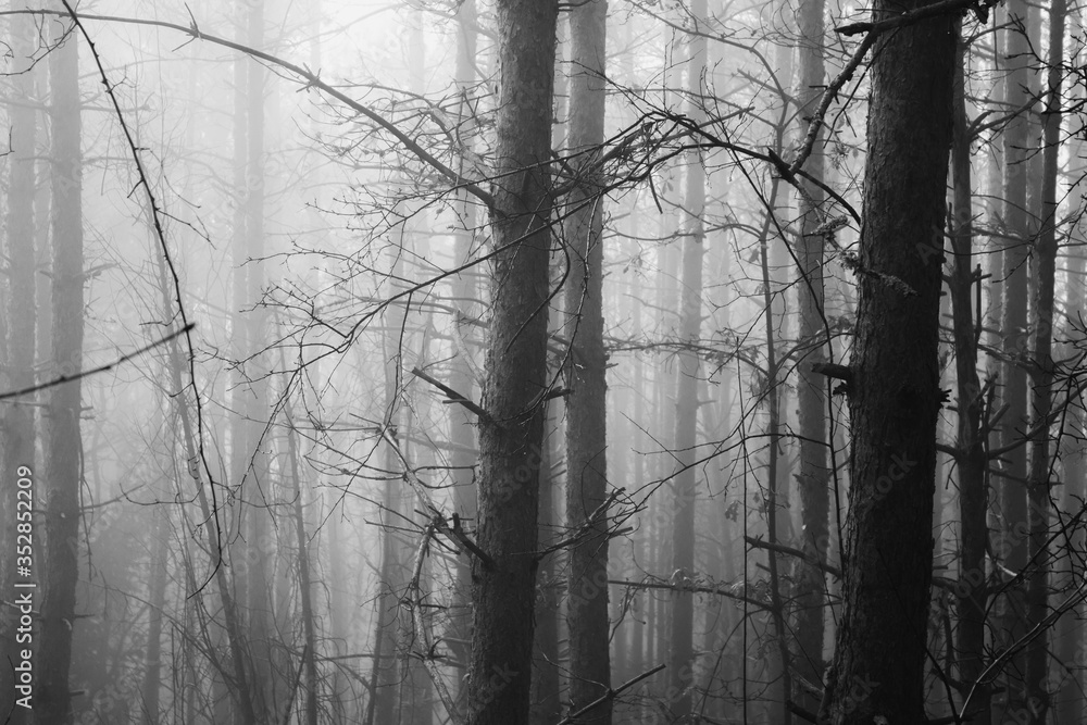 Obraz premium Dark misty forest concept image