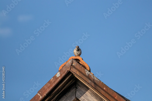 House sparrow standing on rooftop