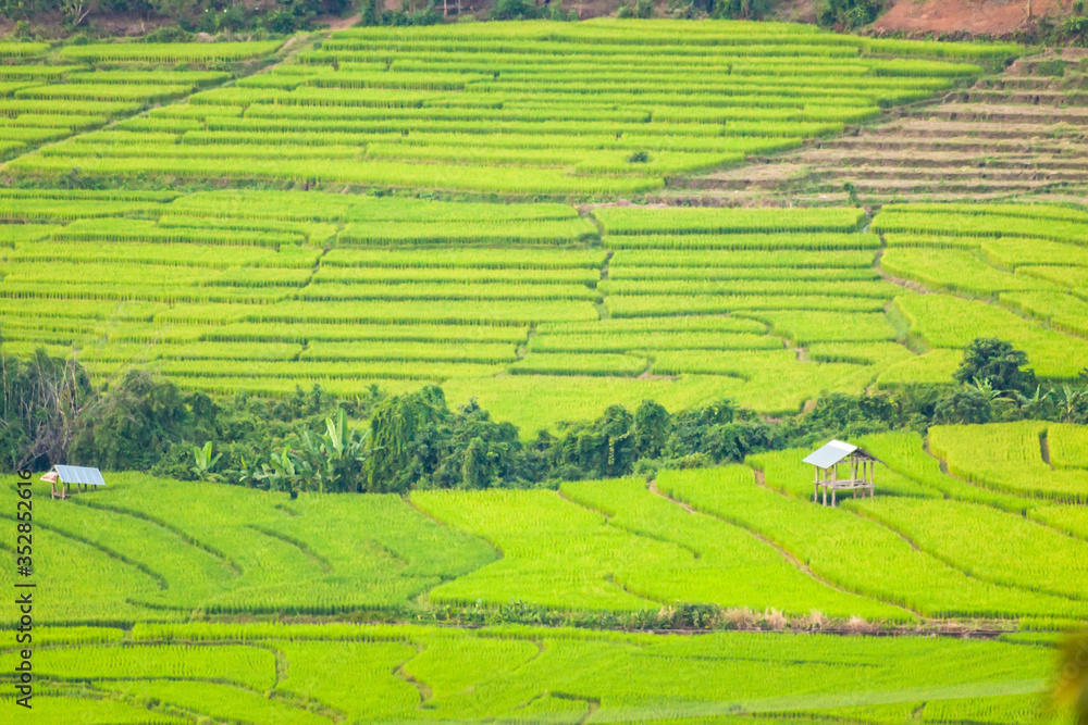 New ear of rice and green leaves with rice terrace near the mountains. New ear of rice and green leaves with rice terrace near the mountains.