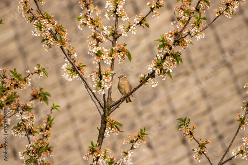 Female house sparrow standing on branch © klemen