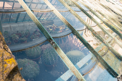 Cactus house with glass roof for growing