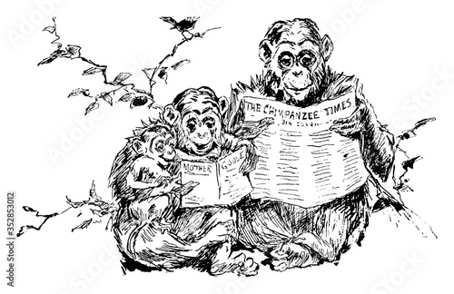 Photo Chimpanzees, vintage illustration.