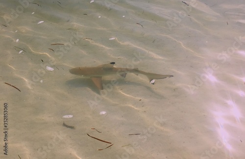 Underwater world. Fish. Ocean. Marine life. Wildlife