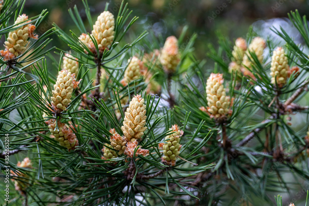 Young yellow pine cones surrounded by green needles Young yellow pine cones surrounded by green needles