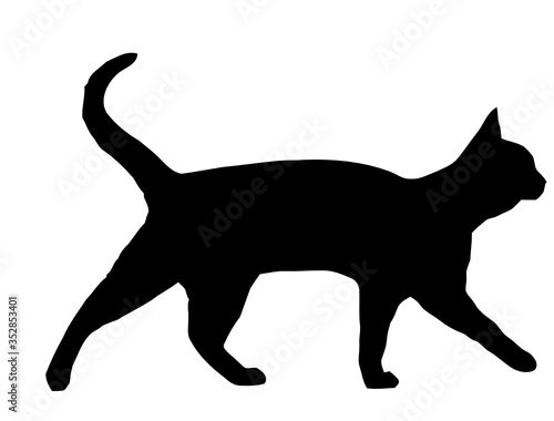 Silhueta de gato esguio