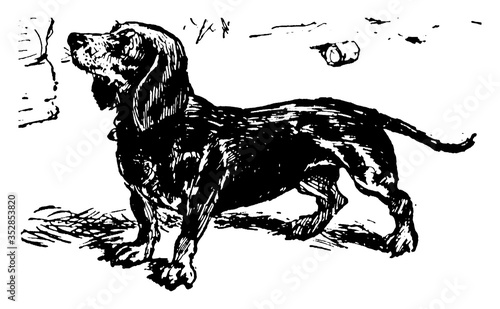 Dog Picture, vintage illustration.