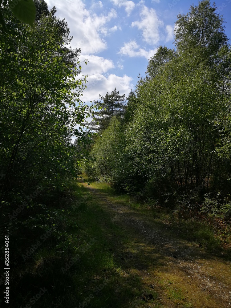 road in the forest road in the forest