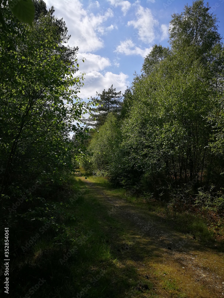 road in the forest