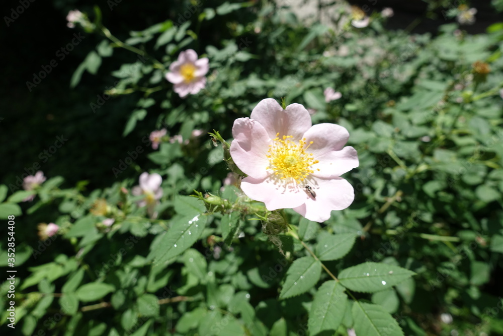 Pink flower of dog rose in late spring