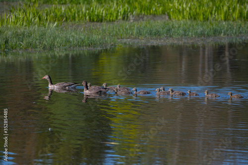 Greylag goose family with chicks in a pond n the island Djurgården in Stockholm a sunny spring morning.