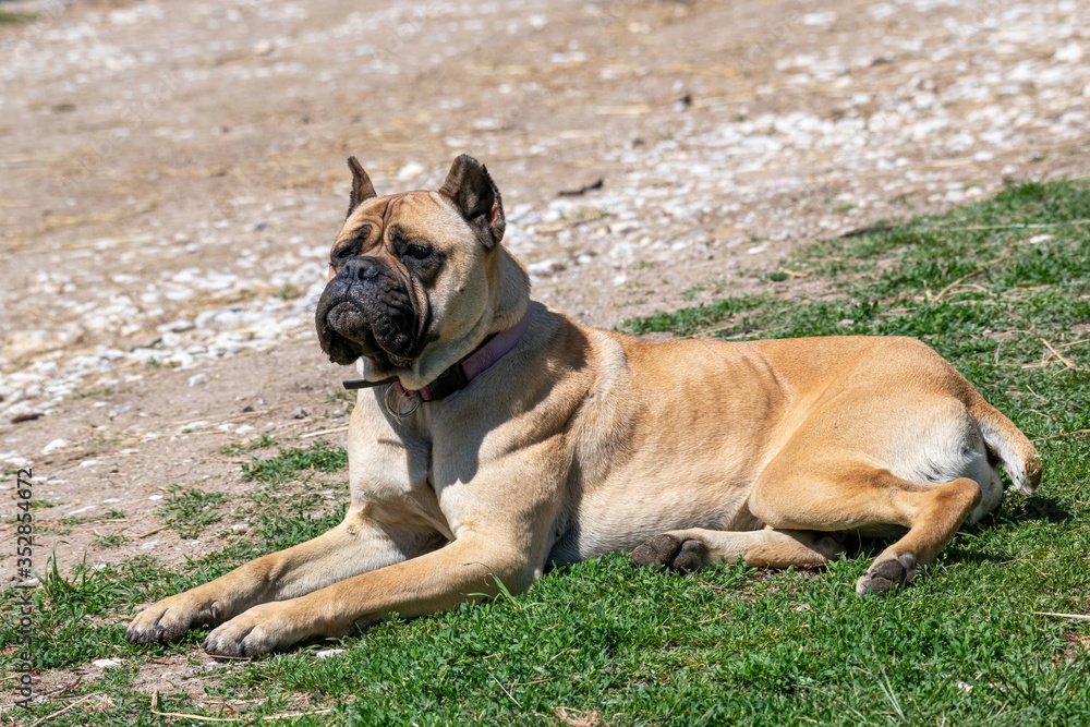 Cute purebred boxer laying in the grass on a sunny summer day.