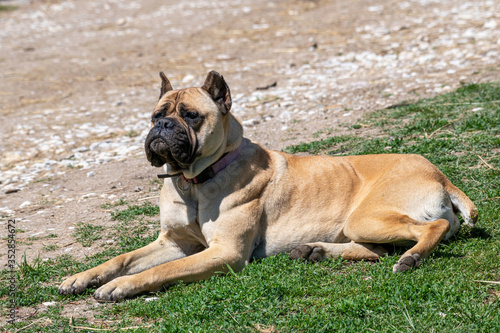 Cute purebred boxer laying in the grass on a sunny summer day. © popovj2