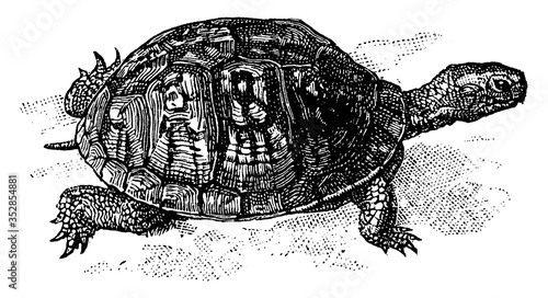 Box Tortoise/Terrapene, vintage illustration