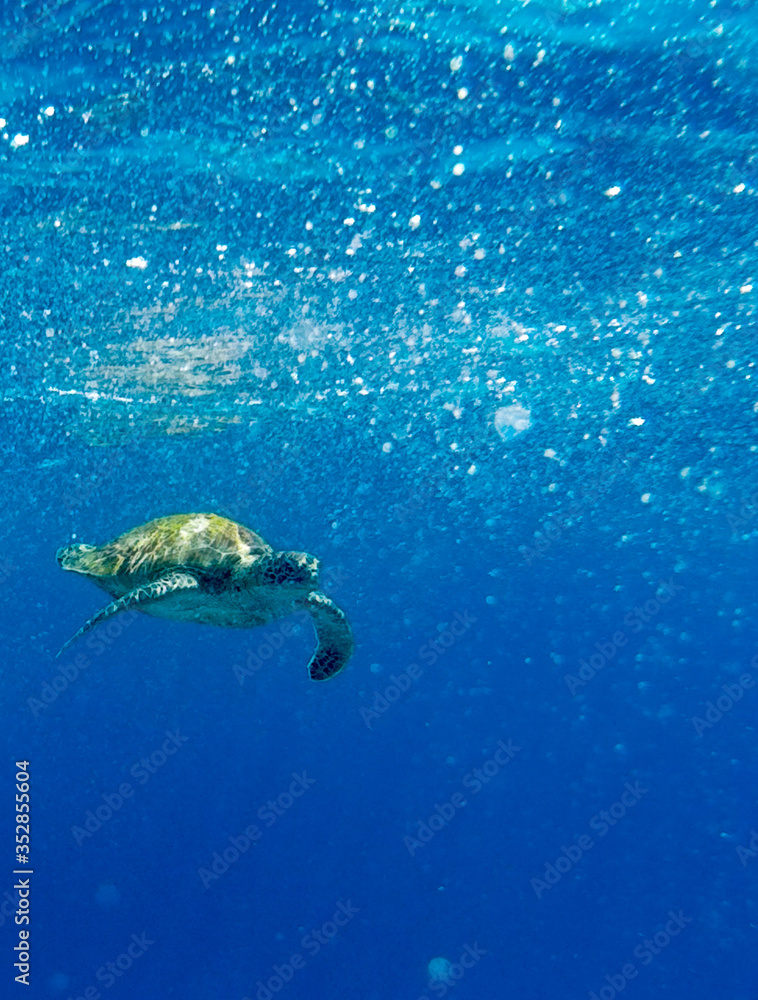 Underwater world. Fish. Ocean. Marine life. Wildlife Underwater world. Fish. Ocean. Marine life. Wildlife