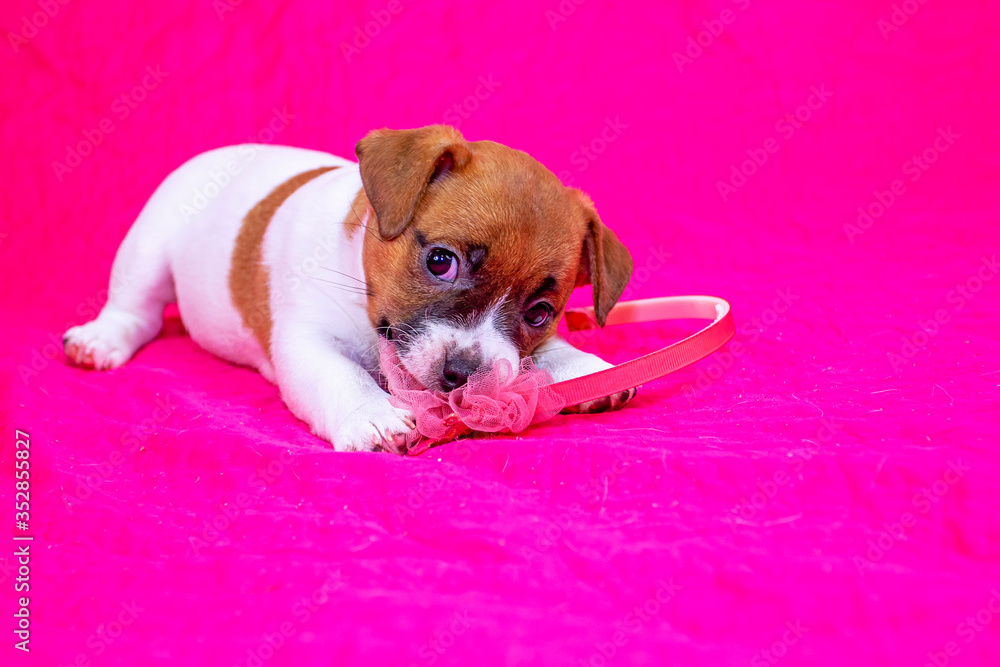 Jack Russell Terrier puppy. Girl is playing with a hoop on a pink coverlet next to an orange ball. Glamorous background.