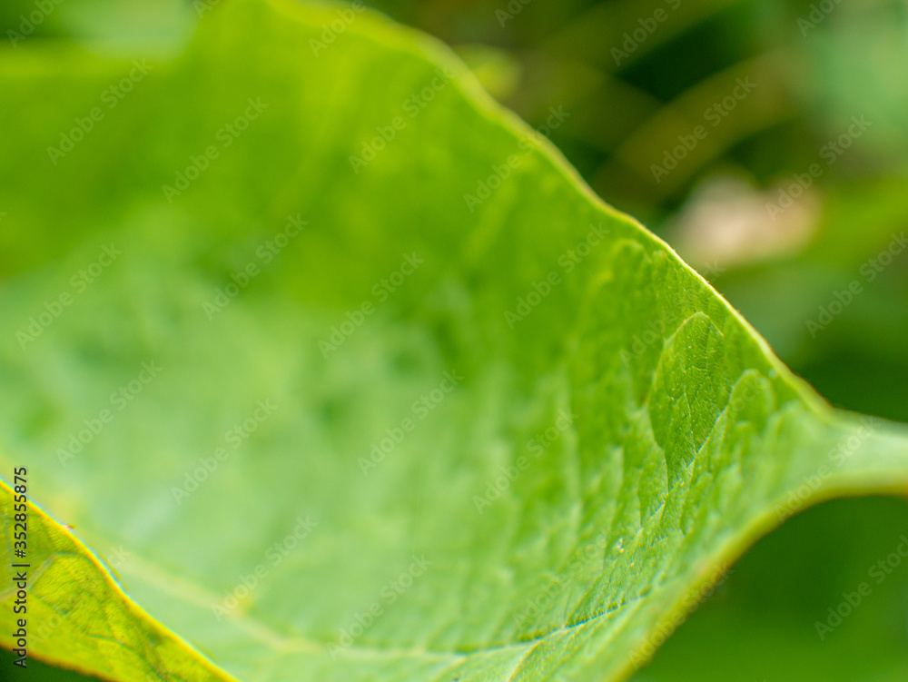 close up of green leaf close up of green leaf