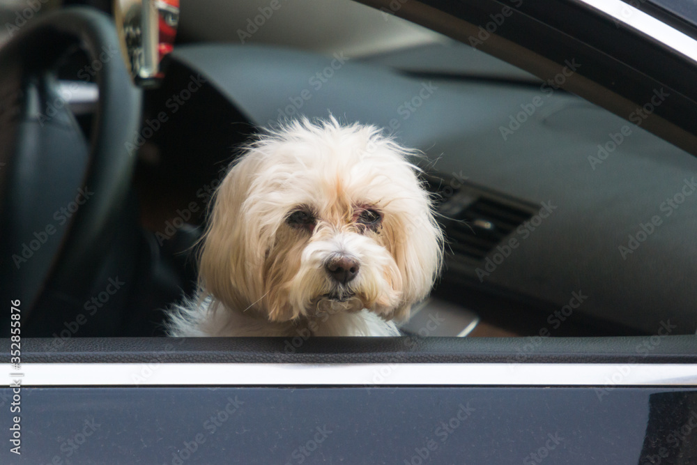 Small dog looks out of the car window Small dog looks out of the car window