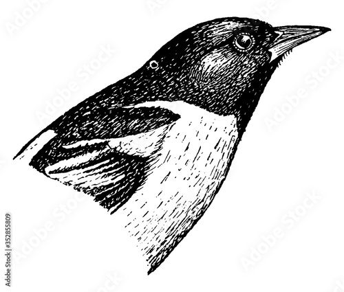 Baltimore Oriole, vintage illustration.