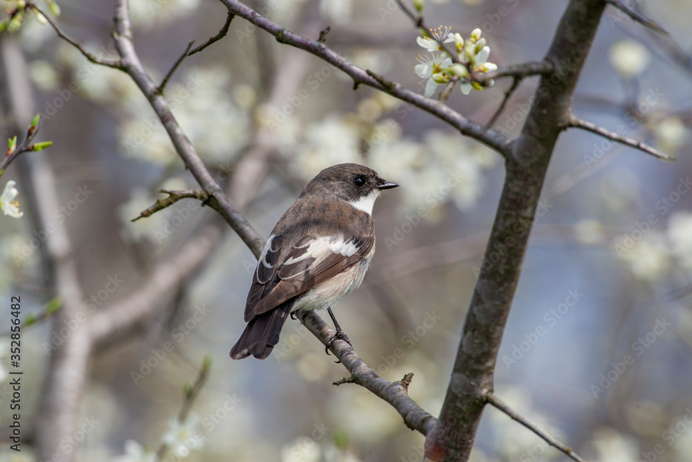 Collared Flycatcher (Ficedula albicollis) bird in the natural habitat. Collared Flycatcher (Ficedula albicollis) bird in the natural habitat.