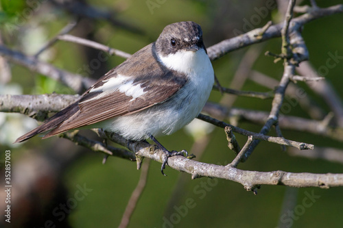 Collared Flycatcher (Ficedula albicollis) bird in the natural habitat.