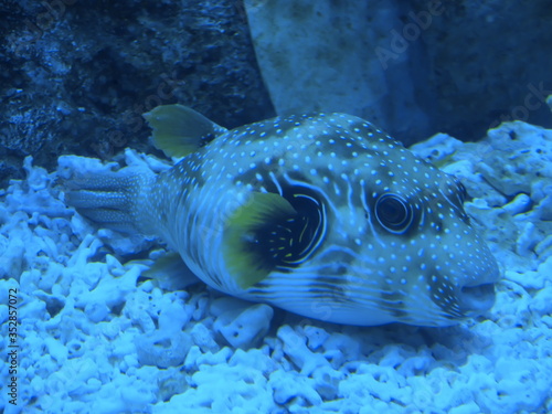 Underwater world. Fish. Seaquarium. Wildlife