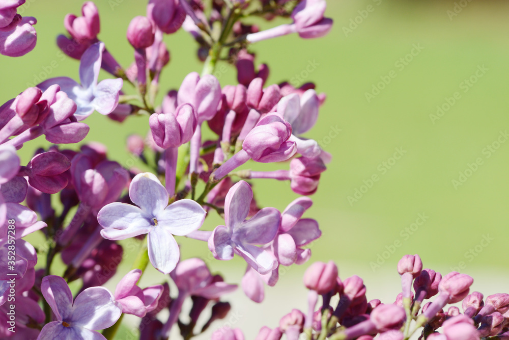 common lilac flowering in the garden in springtime common lilac flowering in the garden in springtime