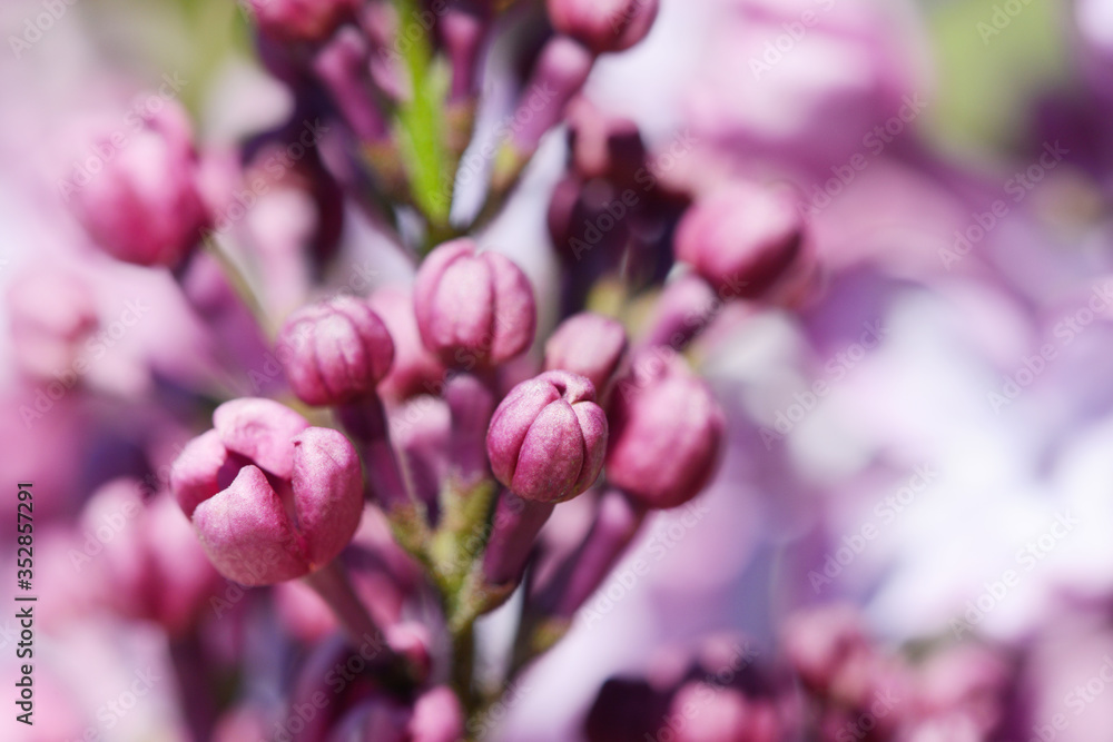 common lilac flowering in the garden in springtime common lilac flowering in the garden in springtime