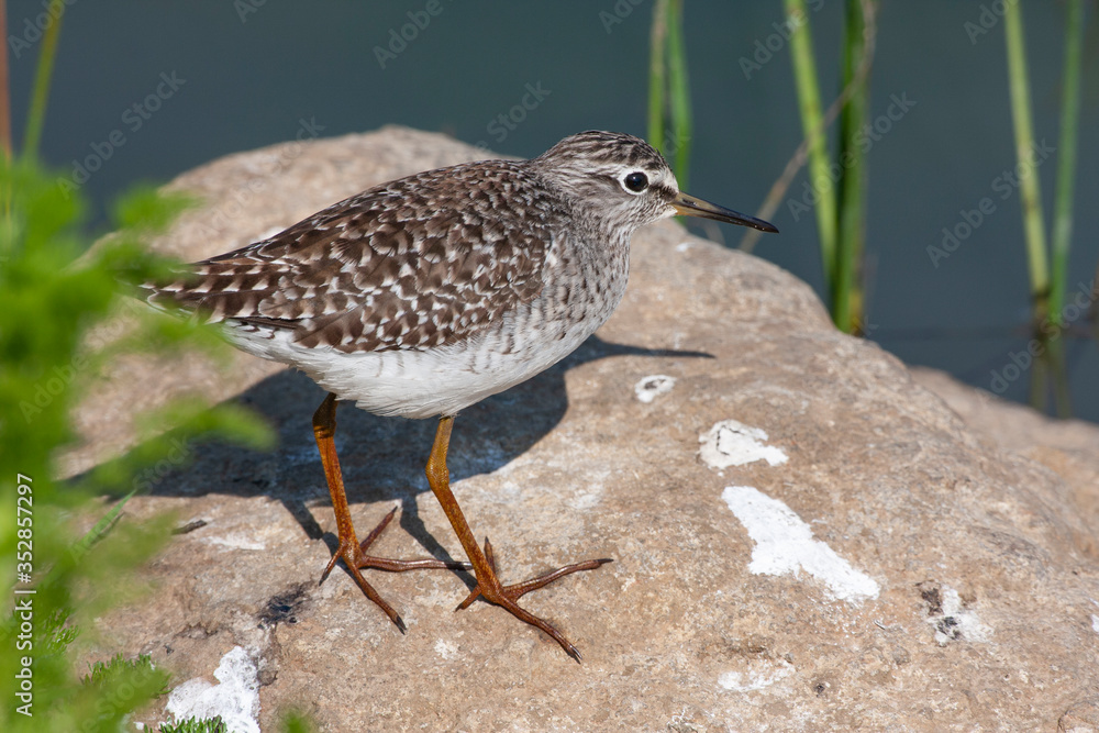 Wood Sandpiper (Tringa glareola) bird in the natural habitat. Wood Sandpiper (Tringa glareola) bird in the natural habitat.