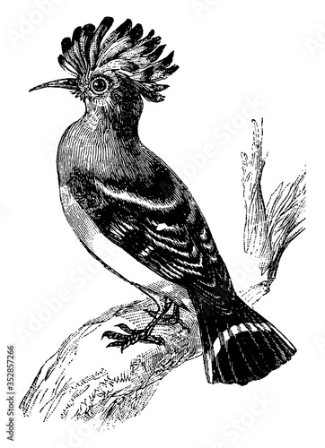 Hoopoe, vintage illustration.