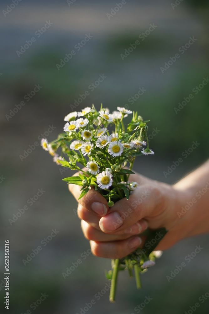 hands holding plant