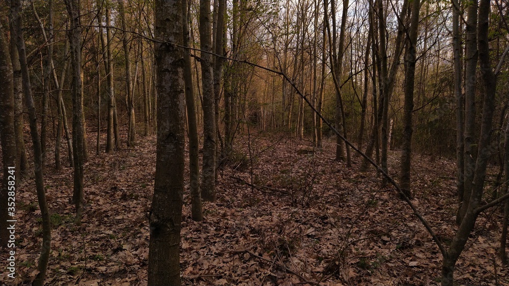 forest in autumn