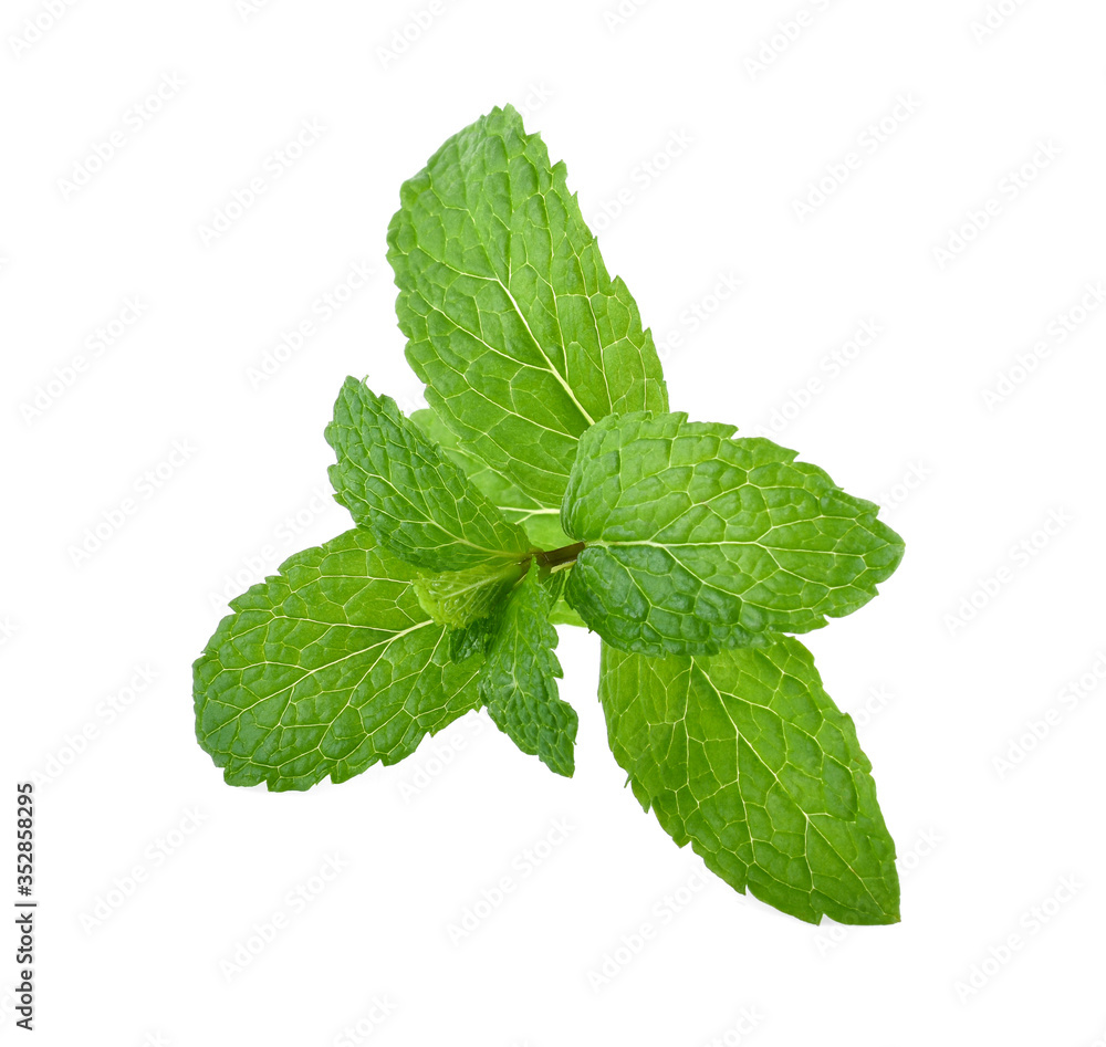 Mint leaves isolated on white background Mint leaves isolated on white background