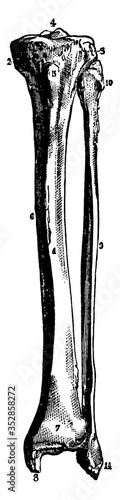 Tibia and Fibula, vintage illustration. photo