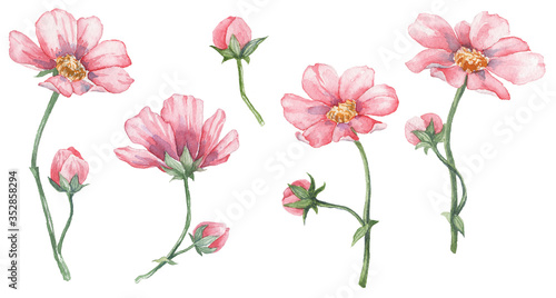Collection of hand painted watercolor pink flowers