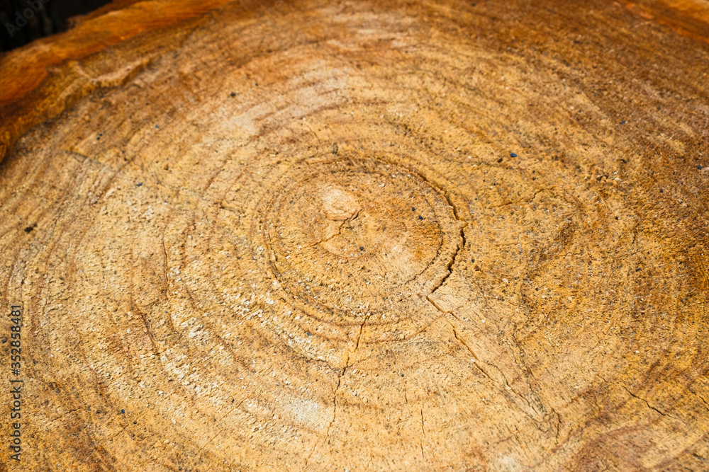 Naklejka premium Natural wood texture of cut tree trunk. Close-up wooden cut structure. Willow tree. Sale. Selective focus