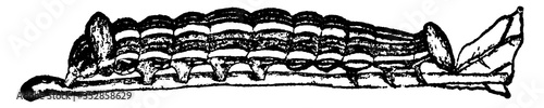 Edema or Edema albifrons, vintage illustration.