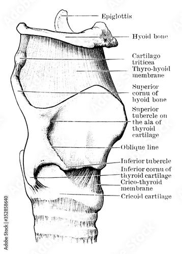 Cartilages and Ligaments of Larynx, vintage illustration.