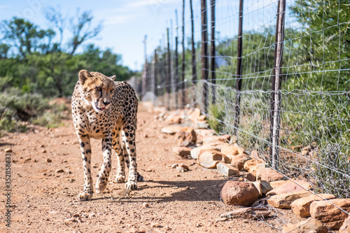 Female cheetah walking alongside an electrified fence