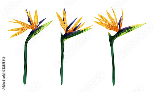 The strelitzia Royal. Set of three tropical flowers. Flower of the bird of Paradise. Perennial herbaceous plant. Vector illustration isolated on a white background for design and web. photo